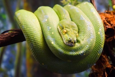 近景摄影中的绿蛇